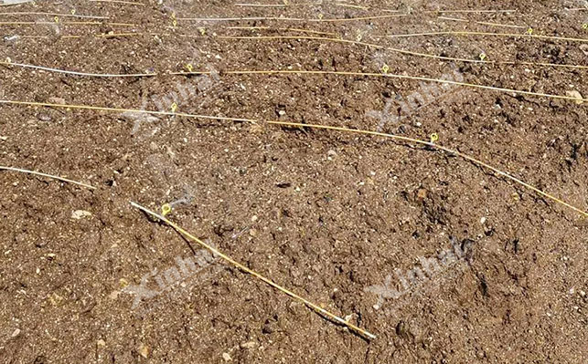 Heap leaching Gold spray process